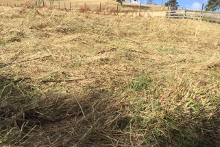 Stalky grass, dock and chickweed before topping.