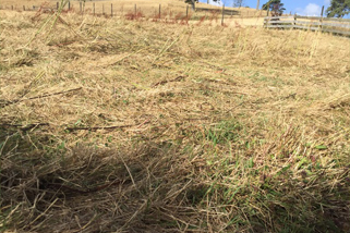 Stalky grass, dock and chickweed  before topping.