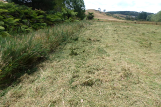 Before and after photo of tall gorse being topped by the Smokey Goat Topper